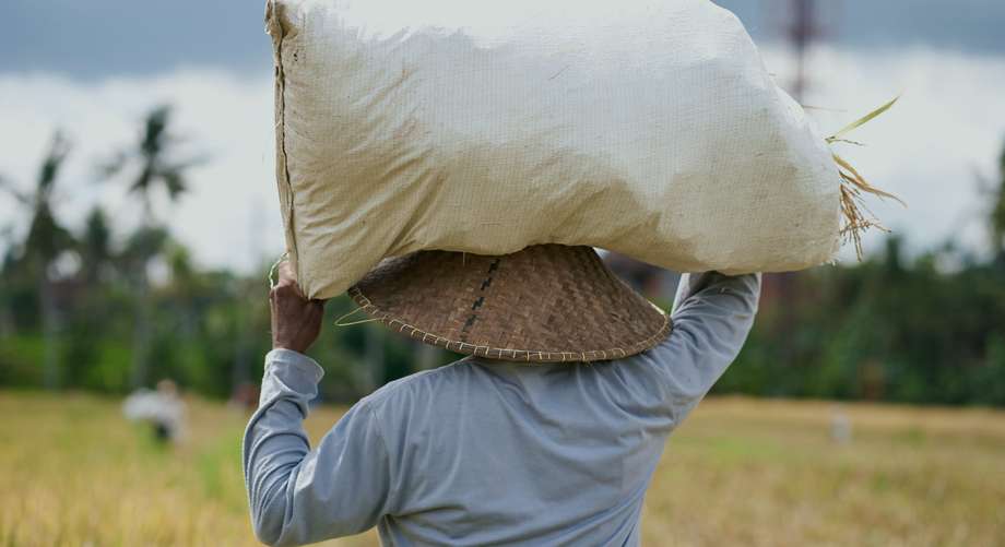 A farmer carrying a sack of rice across a paddy field in the Philippines.